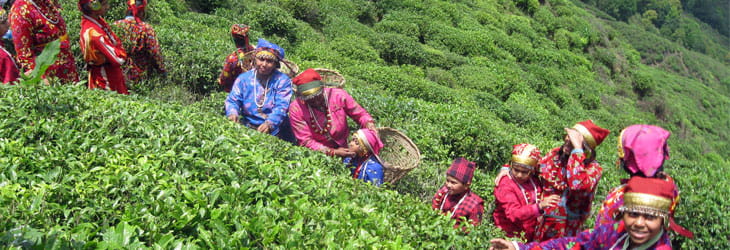 Culture Of Darjeeling